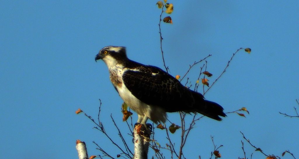 Rybołów (Pandion haliaetus)