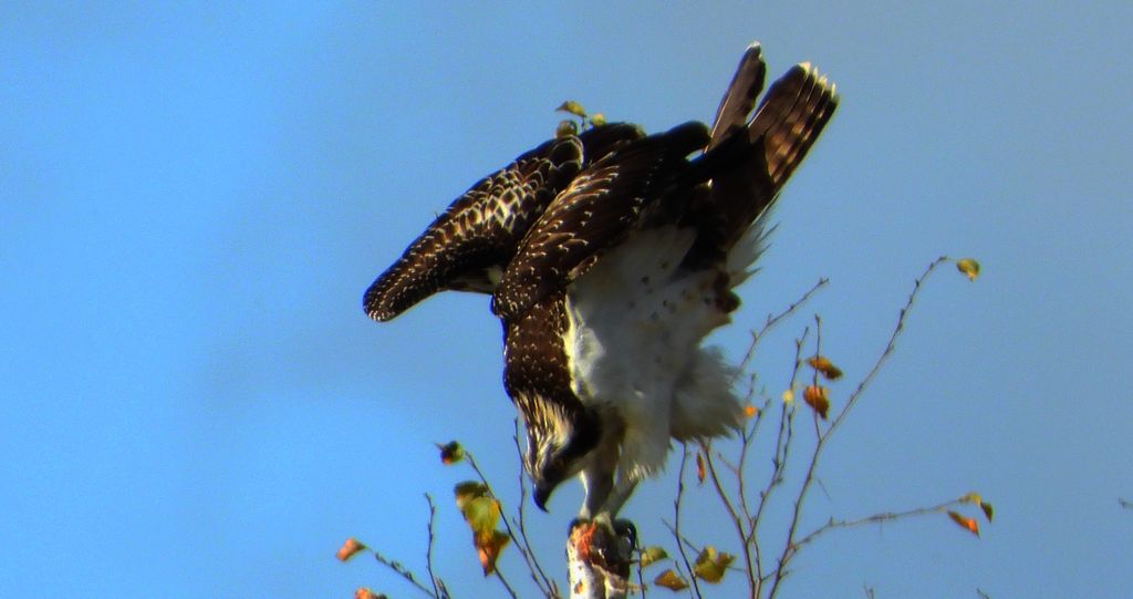 Rybołów (Pandion haliaetus)