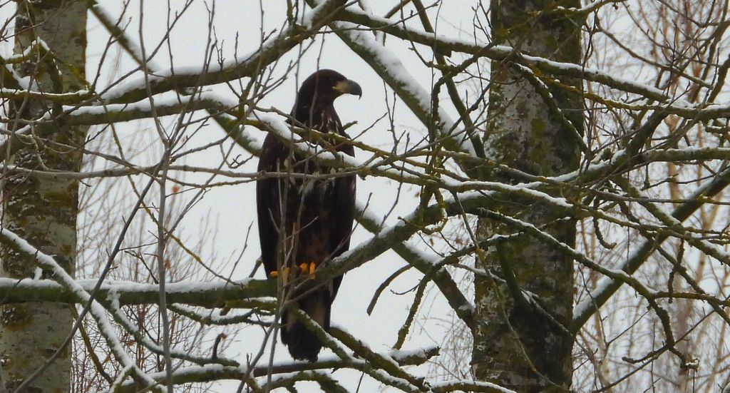 Bielik, bielik zwyczajny, orzeł bielik, birkut (Haliaeetus albicilla)