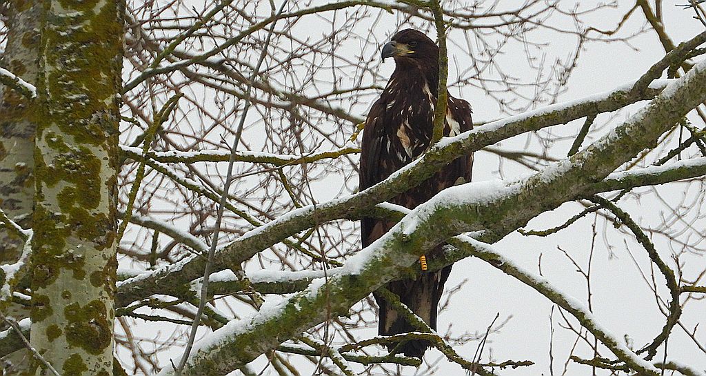 Bielik, bielik zwyczajny, orzeł bielik, birkut (Haliaeetus albicilla)