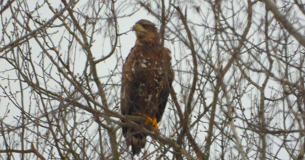 Bielik, bielik zwyczajny, orzeł bielik, birkut (Haliaeetus albicilla)