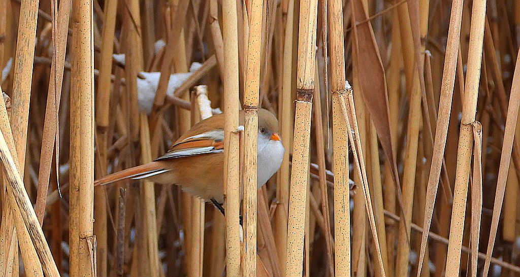 Wąsatka (Panurus biarmicus)