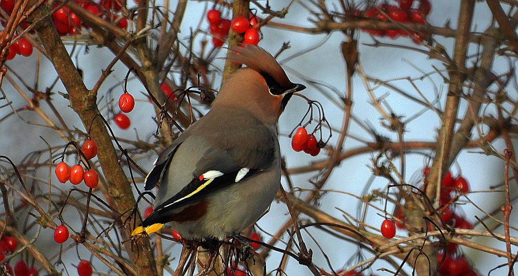 Jemiołuszka zwyczajna, jemiołuszka, jemiołucha (Bombycilla garrulus)