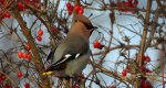 Jemiołuszka zwyczajna, jemiołuszka, jemiołucha (Bombycilla garrulus)