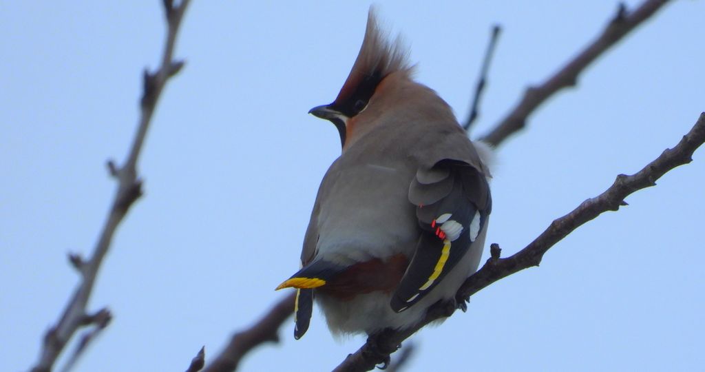 Jemiołuszka zwyczajna, jemiołuszka, jemiołucha (Bombycilla garrulus)