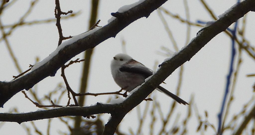 Raniuszek zwyczajny, raniuszek (Aegithalos caudatus)