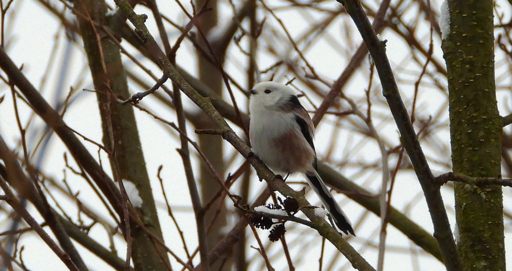 Raniuszek zwyczajny, raniuszek (Aegithalos caudatus)