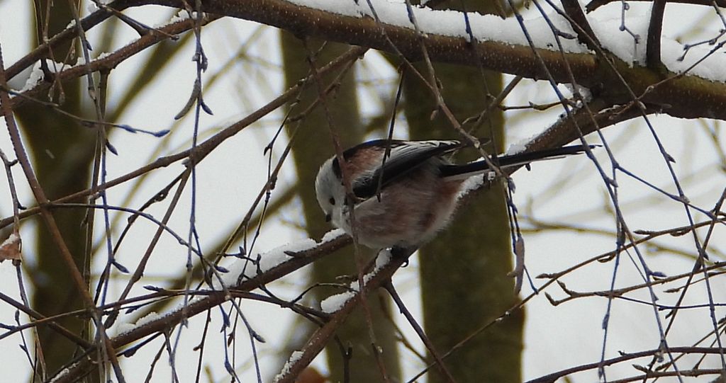 Raniuszek zwyczajny, raniuszek (Aegithalos caudatus)