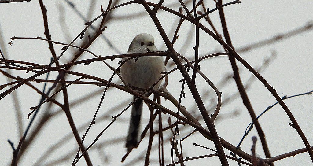 Raniuszek zwyczajny, raniuszek (Aegithalos caudatus)