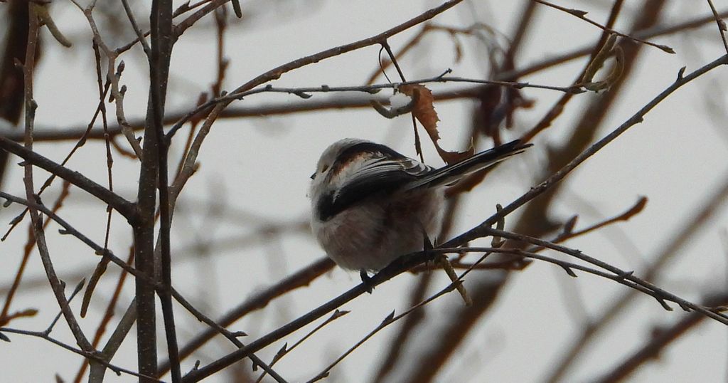 Raniuszek zwyczajny, raniuszek (Aegithalos caudatus)