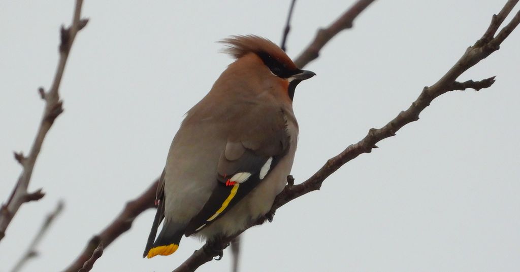 Jemiołuszka zwyczajna, jemiołuszka, jemiołucha (Bombycilla garrulus)