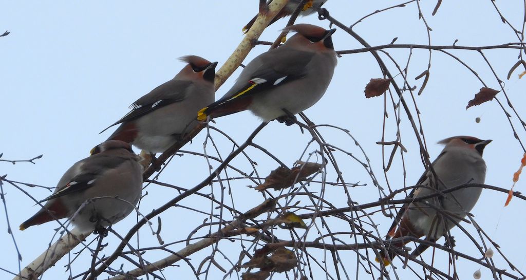 Jemiołuszka zwyczajna, jemiołuszka, jemiołucha (Bombycilla garrulus)