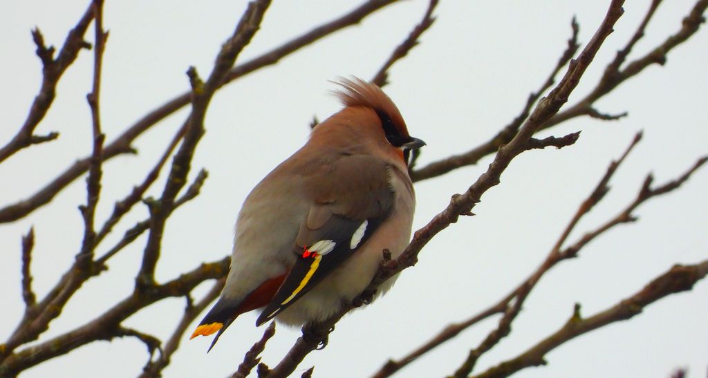 Jemiołuszka zwyczajna, jemiołuszka, jemiołucha (Bombycilla garrulus)