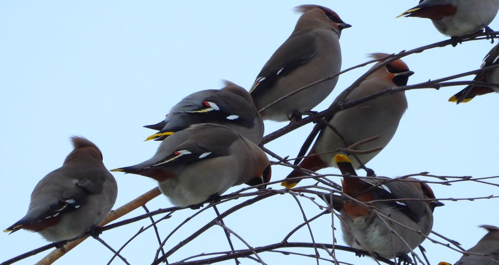 Jemiołuszka zwyczajna, jemiołuszka, jemiołucha (Bombycilla garrulus)