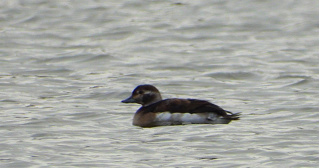 Lodówka (Clangula hyemalis)