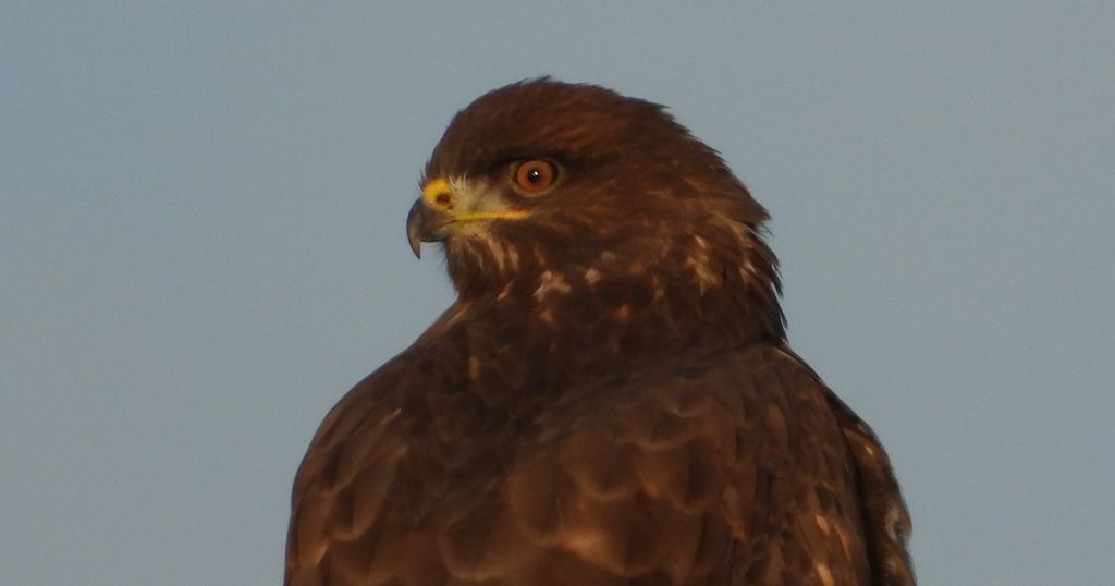 Myszołów zwyczajny, myszołów (Buteo buteo)