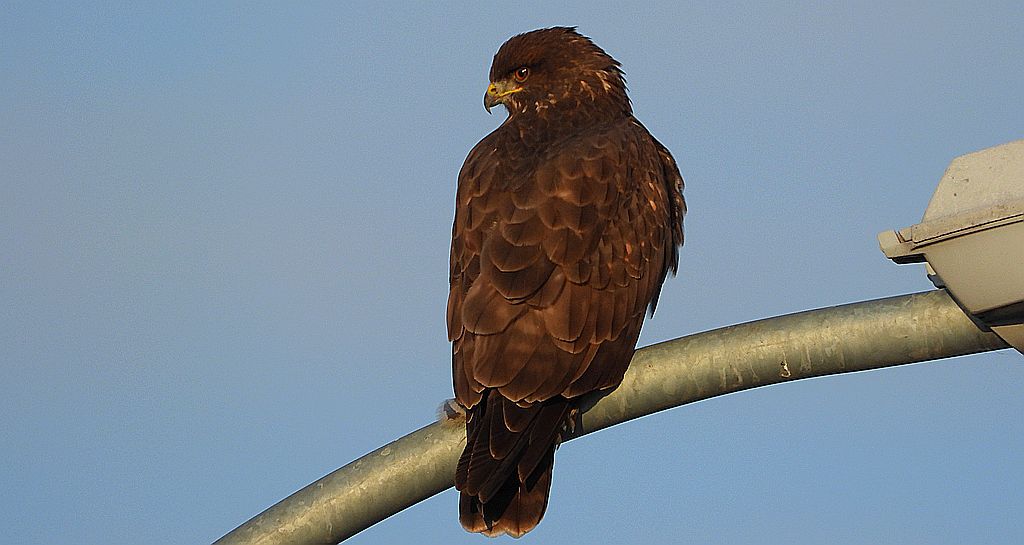 Myszołów zwyczajny, myszołów (Buteo buteo)