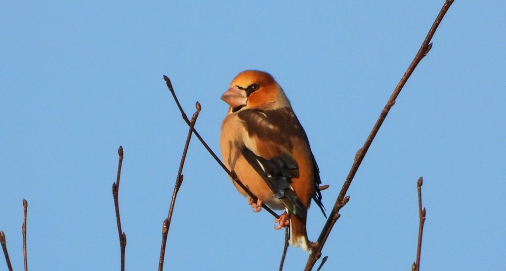 Grubodziób zwyczajny, grubodziób, pestkojad, grabołusk (Coccothraustes coccothraustes)