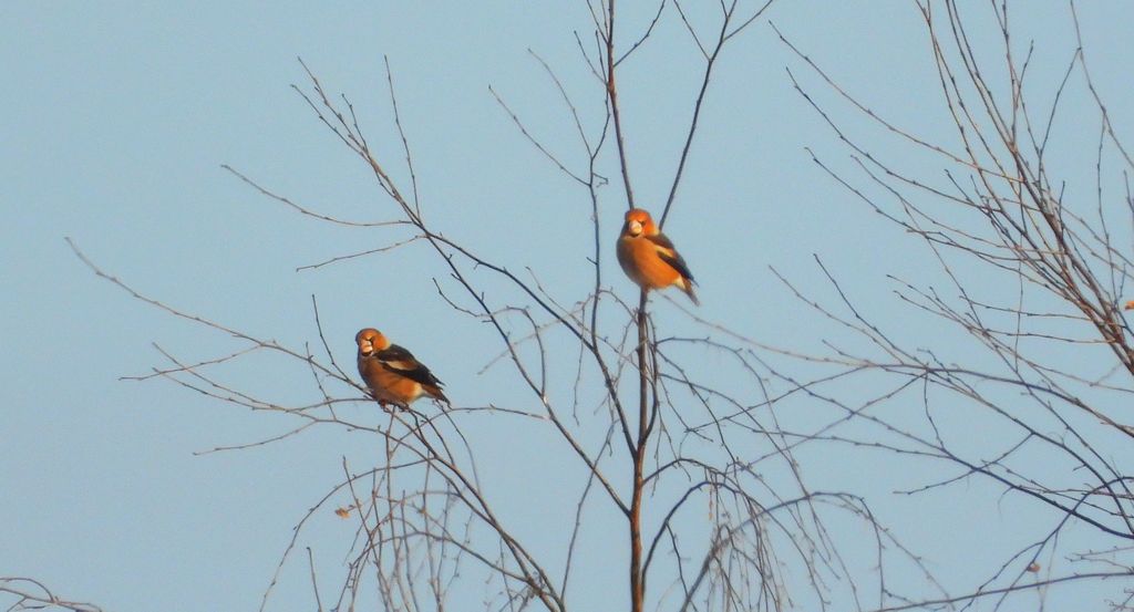 Grubodziób zwyczajny, grubodziób, pestkojad, grabołusk (Coccothraustes coccothraustes)
