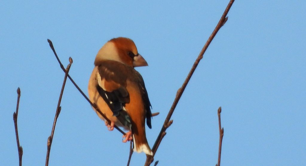 Grubodziób zwyczajny, grubodziób, pestkojad, grabołusk (Coccothraustes coccothraustes)