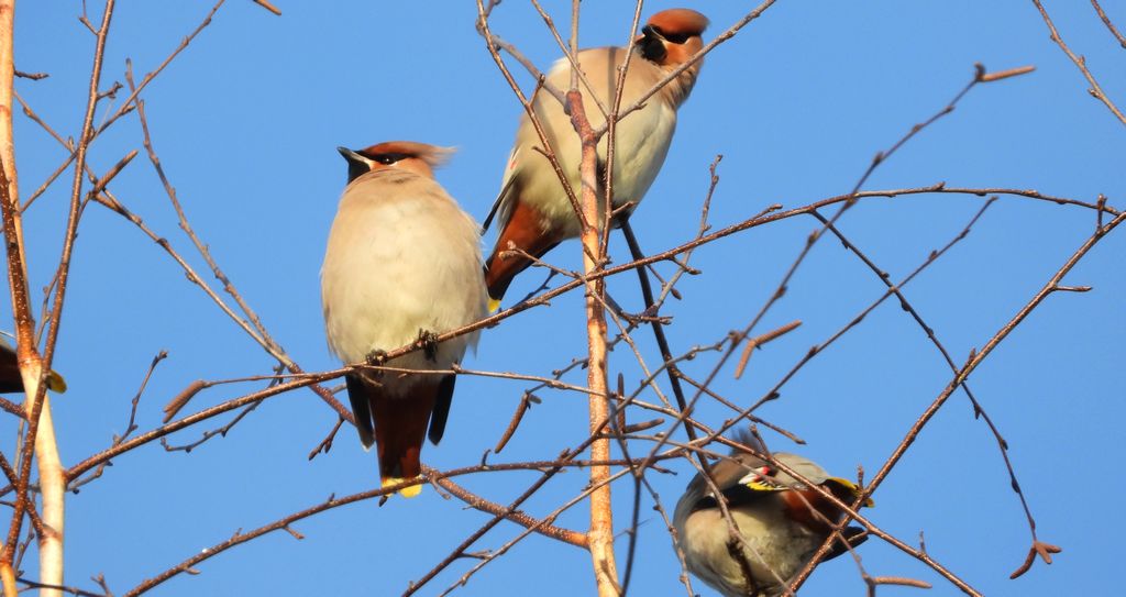 Jemiołuszka zwyczajna, jemiołuszka, jemiołucha (Bombycilla garrulus)