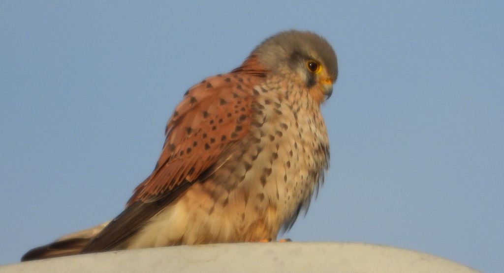 Pustułka zwyczajna, pustułka, sokół pustułka (Falco tinnunculus)