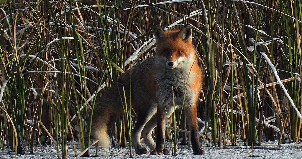 Lis rudy, lis pospolity (Vulpes vulpes)