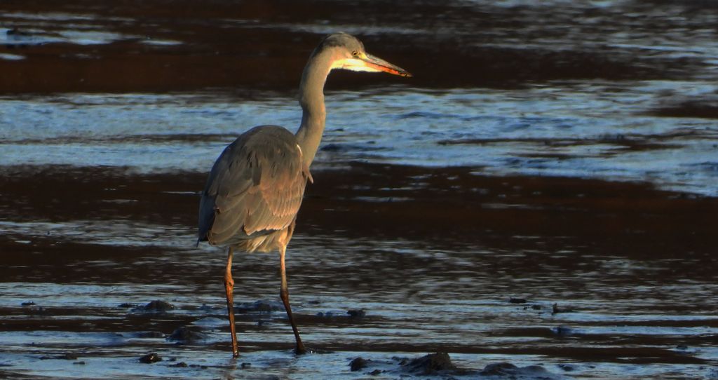 Czapla siwa (Ardea cinerea)