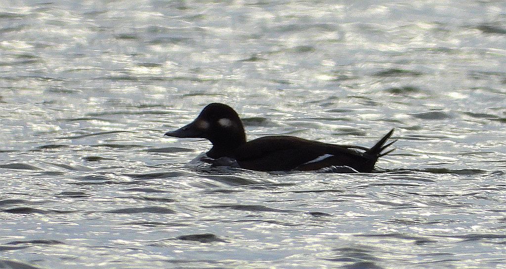 Uhla zwyczajna, uhla (Melanitta fusca)