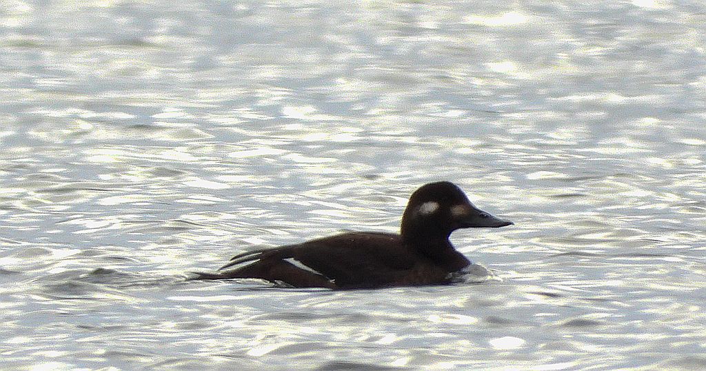 Uhla zwyczajna, uhla (Melanitta fusca)