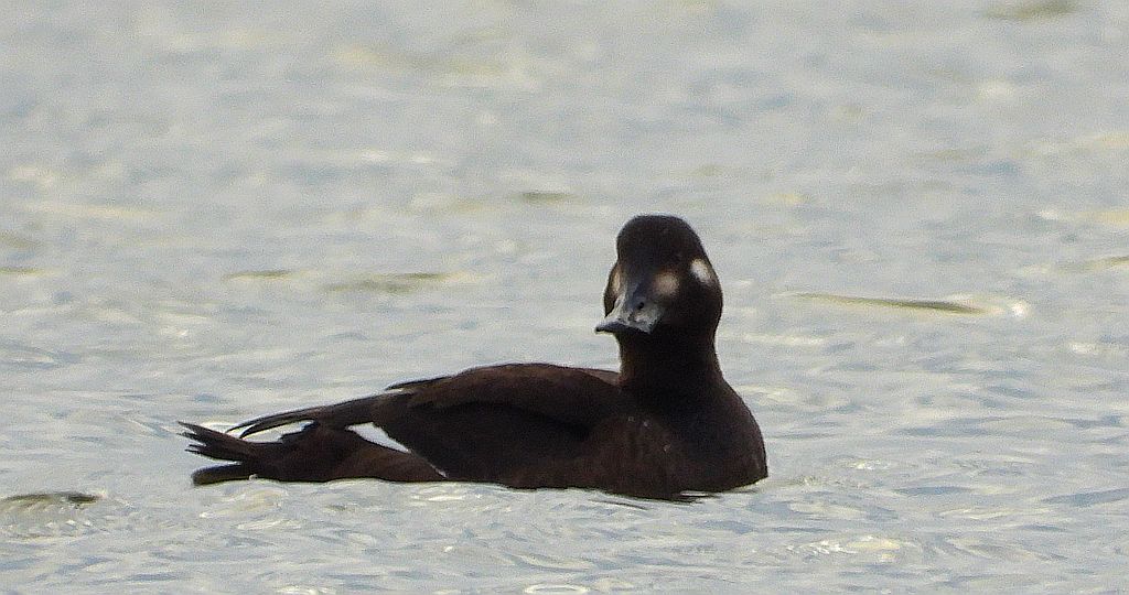 Uhla zwyczajna, uhla (Melanitta fusca)