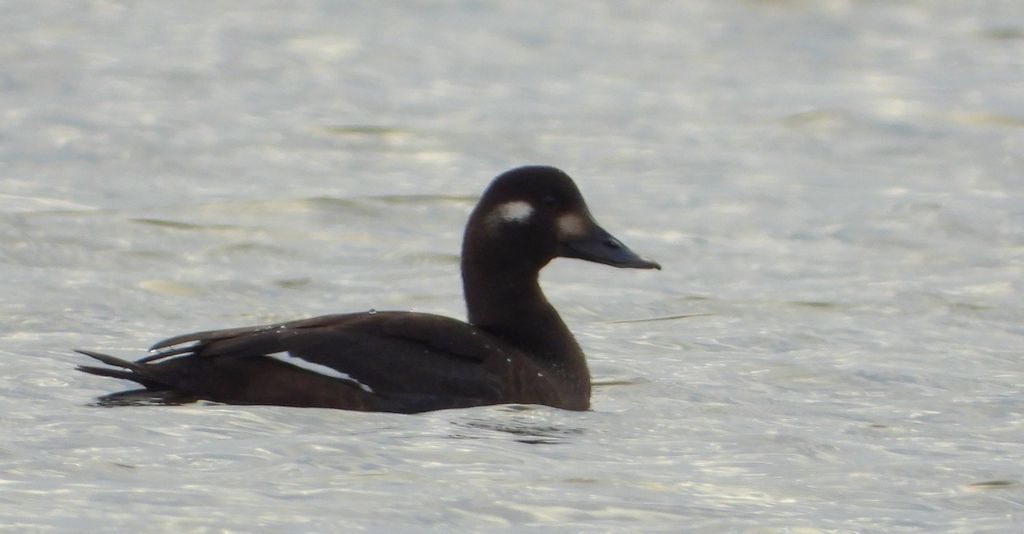 Uhla zwyczajna, uhla (Melanitta fusca)