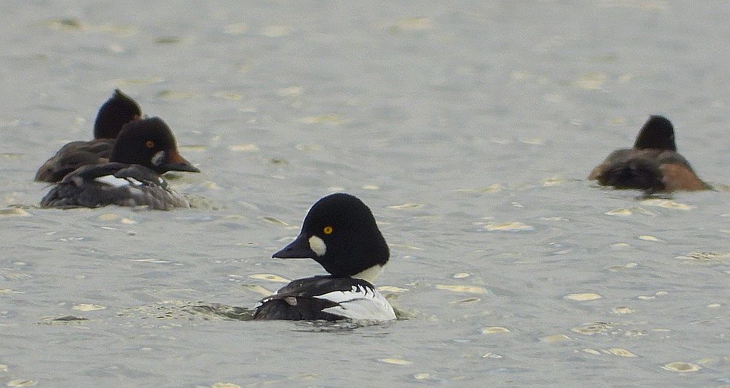 Gągoł, gągoł krzykliwy (Bucephala clangula)