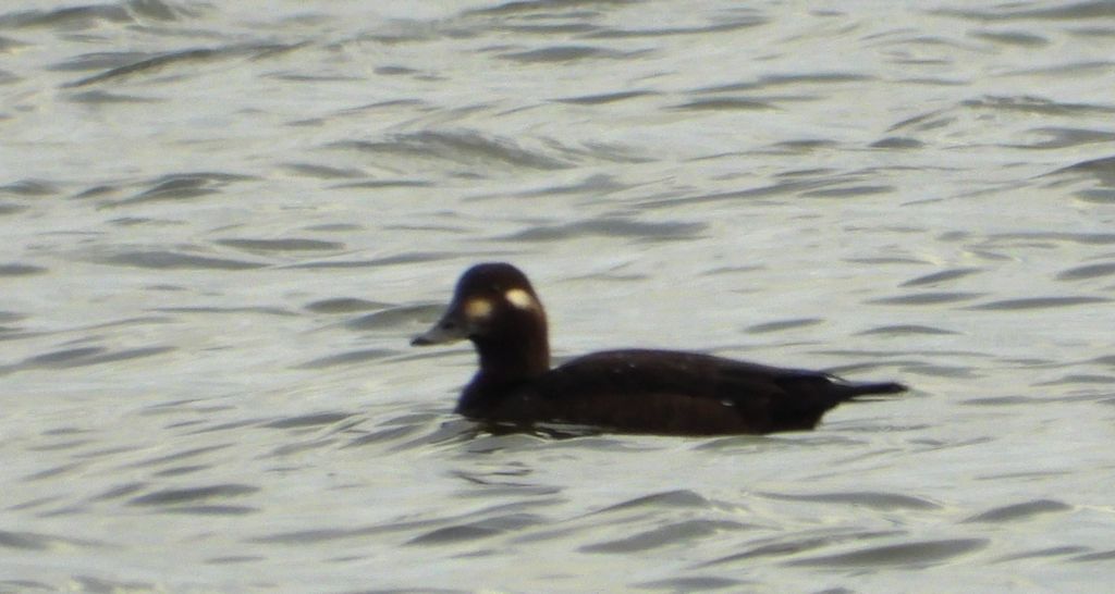 Uhla zwyczajna, uhla (Melanitta fusca)