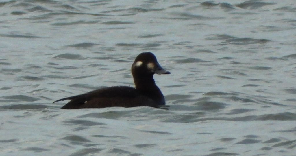 Uhla zwyczajna, uhla (Melanitta fusca)