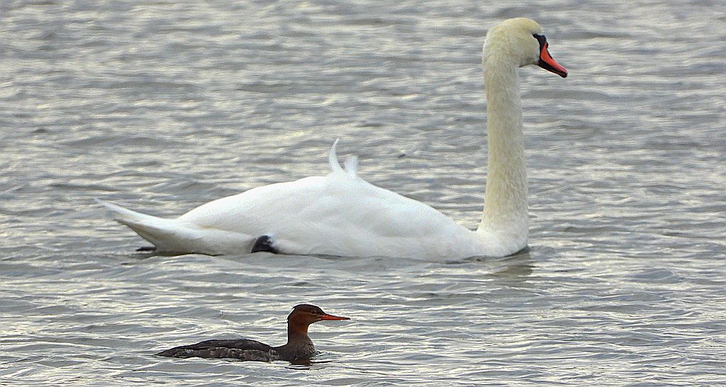 Szlachar, tracz długodzioby, długodziób (Mergus serrator)