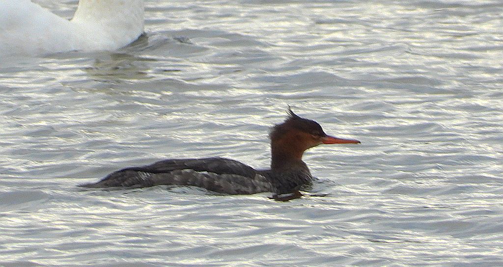 Szlachar, tracz długodzioby, długodziób (Mergus serrator)