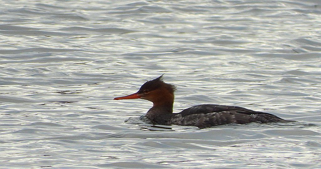 Szlachar, tracz długodzioby, długodziób (Mergus serrator)