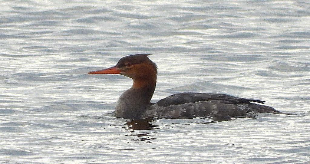 Szlachar, tracz długodzioby, długodziób (Mergus serrator)