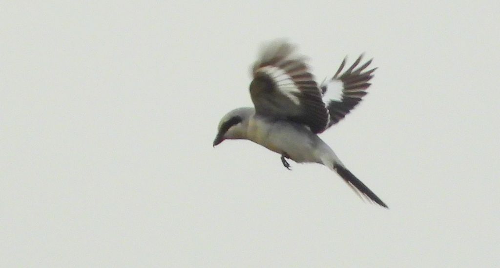 Srokosz, dzierzba srokosz (Lanius excubitor)