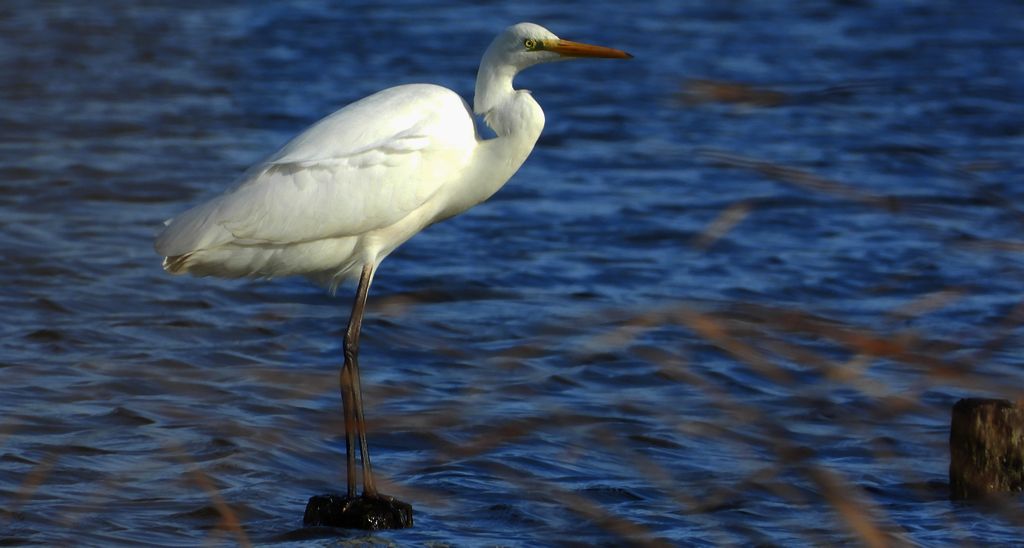 Czapla biała (Ardea alba)