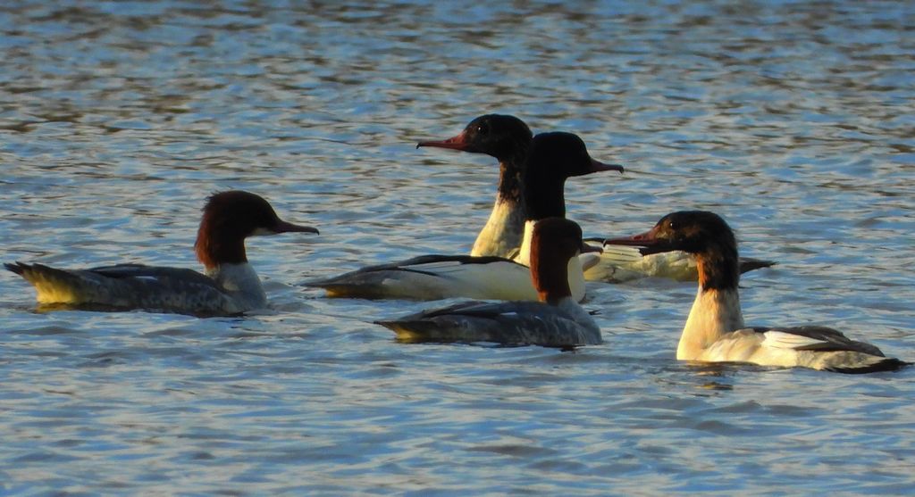 Nurogęś, tracz nurogęś (Mergus merganser)