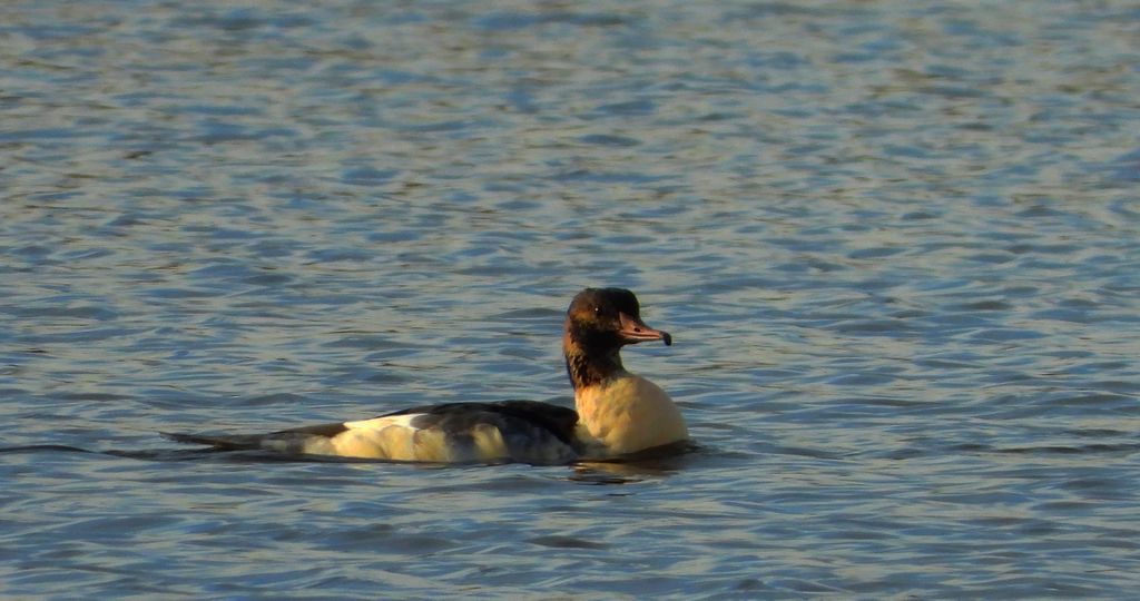 Nurogęś, tracz nurogęś (Mergus merganser)