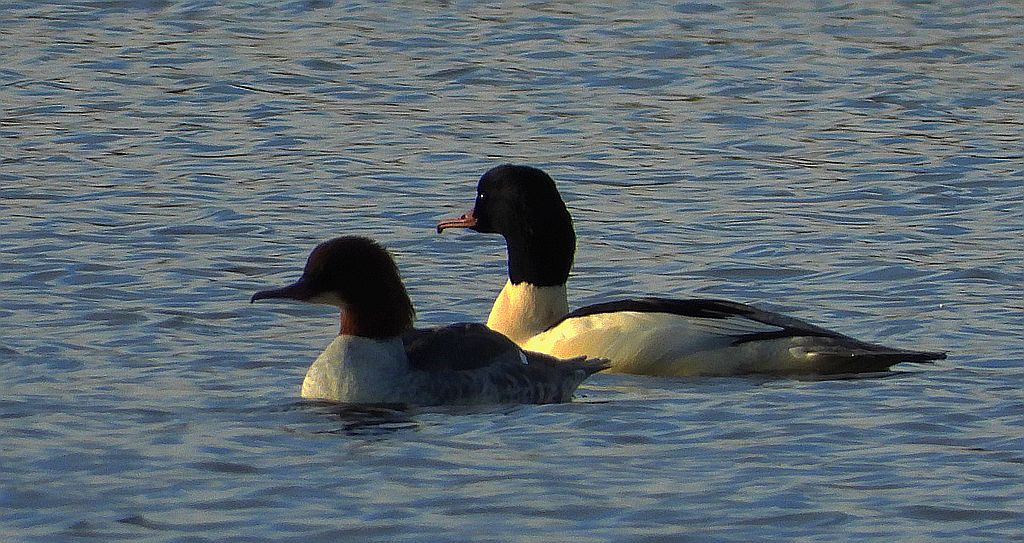 Nurogęś, tracz nurogęś (Mergus merganser)