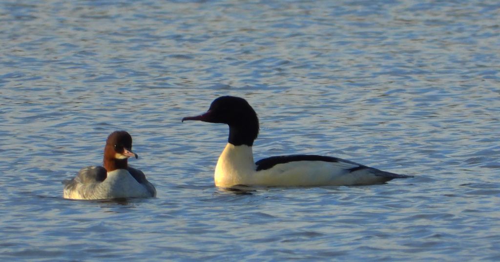 Nurogęś, tracz nurogęś (Mergus merganser)