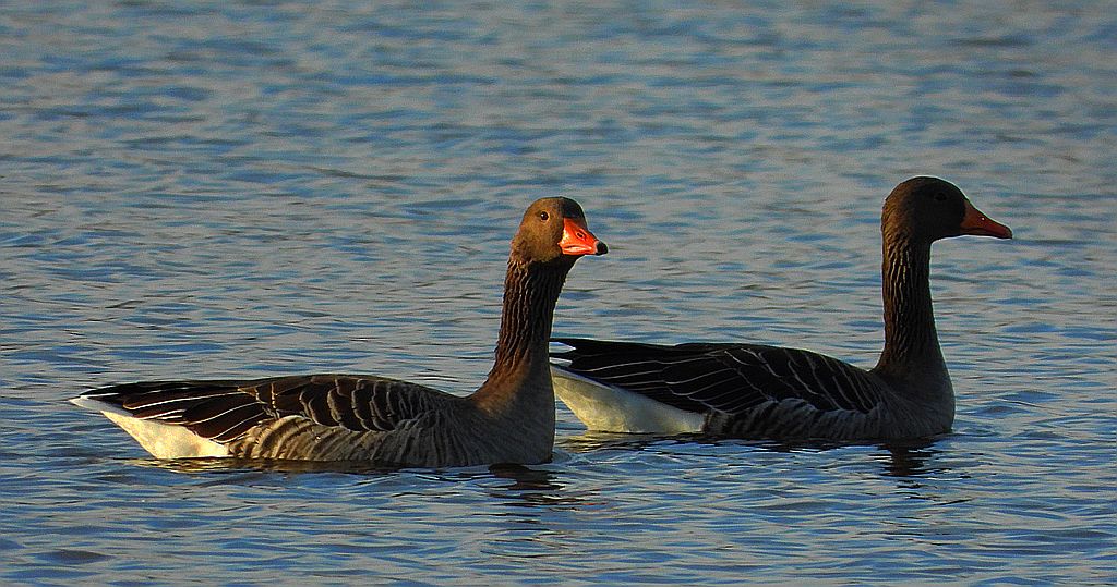 Gęgawa, gęś gęgawa (Anser anser)