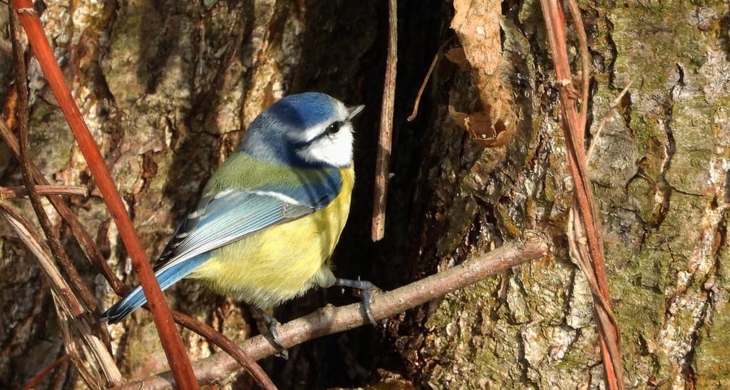 Modraszka zwyczajna, modraszka, sikora modra (Cyanistes caeruleus)
