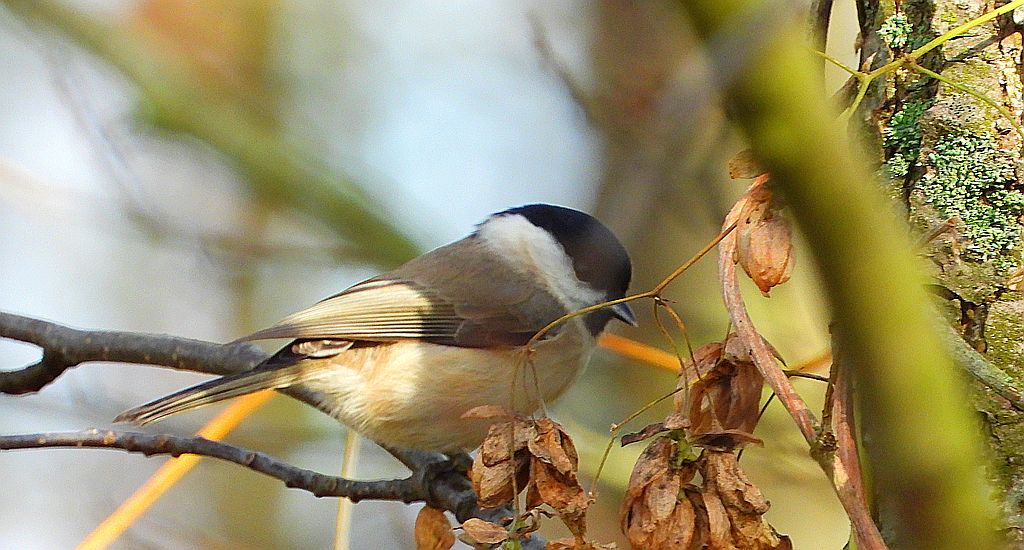 Sikora uboga, szarytka, błotniczka, sikora trzcinna (Poecile palustris)
