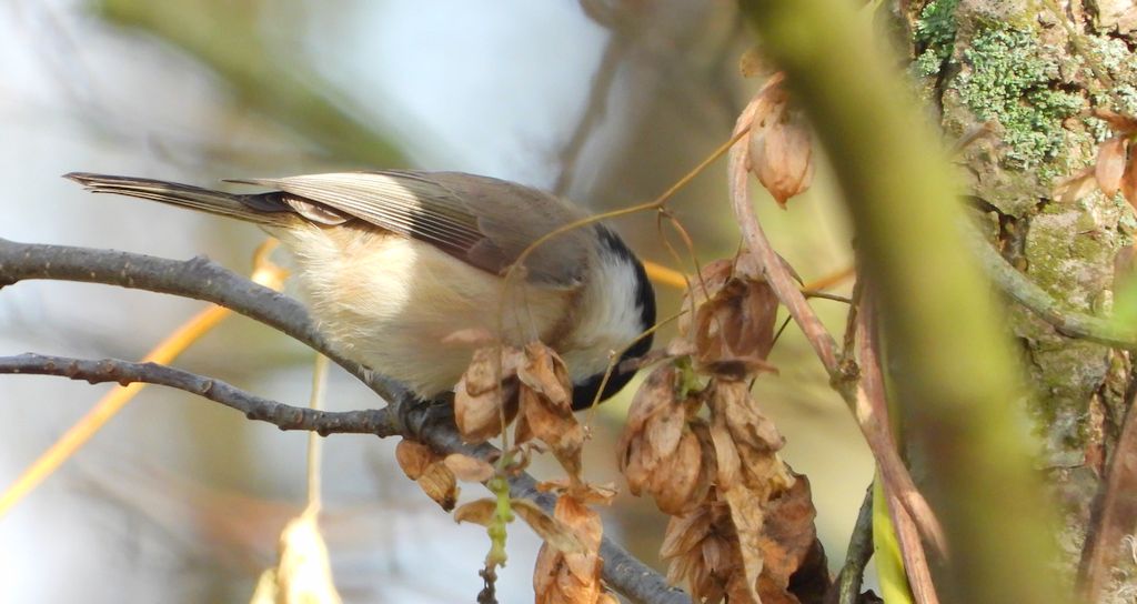 Sikora uboga, szarytka, błotniczka, sikora trzcinna (Poecile palustris)