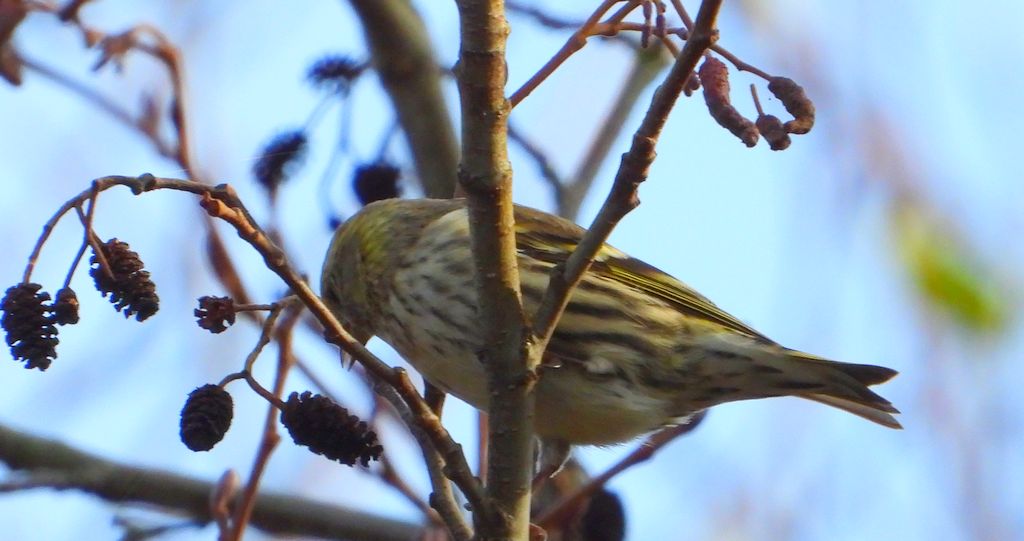 Czyż zwyczajny, czyż, czyż pospolity, czyżyk (Spinus spinus)